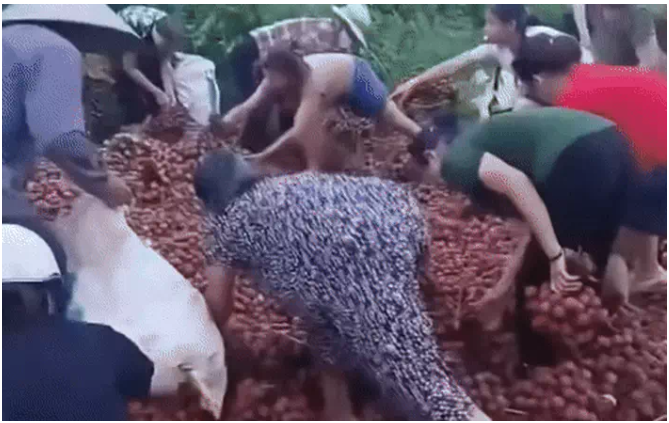 Nữ tài xế lái xe tải gặp nạ:n, hàng tấn quả vải rơi ra đường, người dân nhặt gần hết