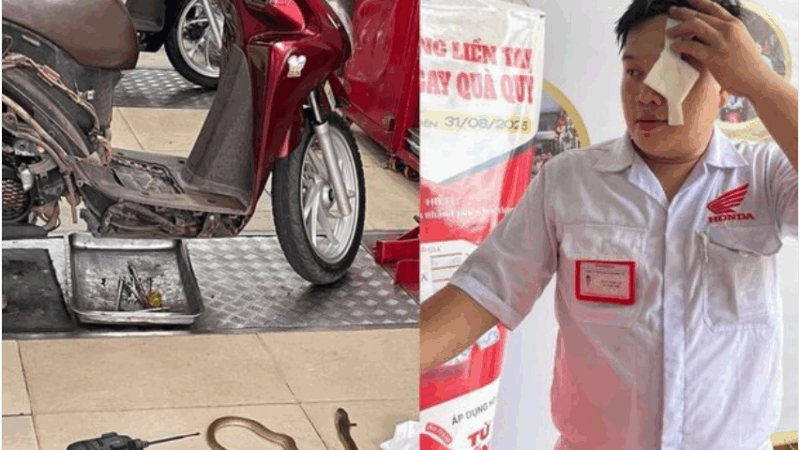 Rắn chui ra từ xe máy, phun nọc độc vào mắt kỹ thuật viên ở TP.HCM