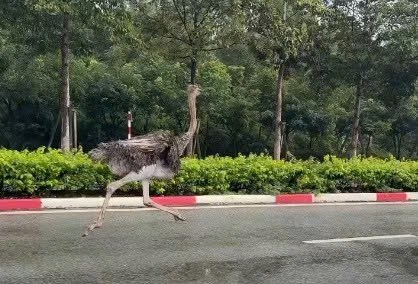 Hi hữu: Chim đà điểu bất ngờ phóng như tên lửa trên đường Sài Gòn, ai cũng há hốc!