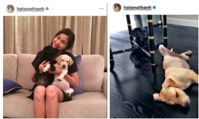 Hé lộ quãng thời gian cún cưng gắn bó bên Tăng Thanh Hà: Chừng ấy năm đồng hành, bảo sao chị xem như người thân trong gia đình