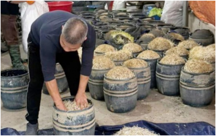 Phát hiện gần 3 tấn giá đỗ ‘béo bất thường’: Hé lộ th:ủ đo:ạn dùng chất cấ:m trong sản xuất thực phẩm