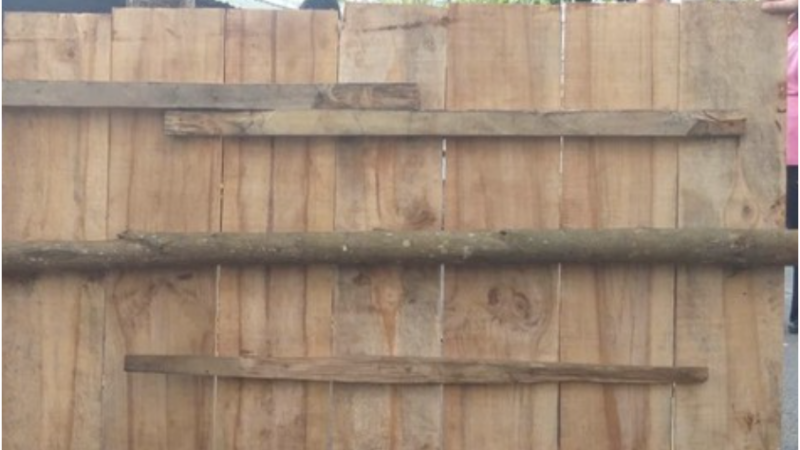 Chủ cơ sở mộc phân tích về tấm ván gỗ trong vụ cư:ớ:p Ngân hàng Gia Lai: “Tấm gỗ này được cư:a x:ẻ rất phẳng và đều, chỉ những xưởng lớn mới làm được”