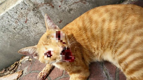 A poor cat was found lying on a street with its nose cut off and bleeding nonstop. Its eyes, soaked in blood, could not even close. The truth behind the incident left everyone outraged