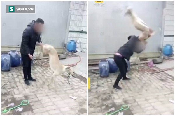 Unable to meet its owner’s expectations, the poor dog was cruelly abused until it passed away in a horrifying manner. Everyone who watched the video was left both outraged and heartbroken.