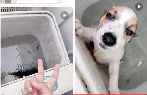 After abusing an injured Corgi and throwing it into a washing machine, the young man accused of animal cruelty was hunted down across social media. Everyone who watched the video was left absolutely outraged
