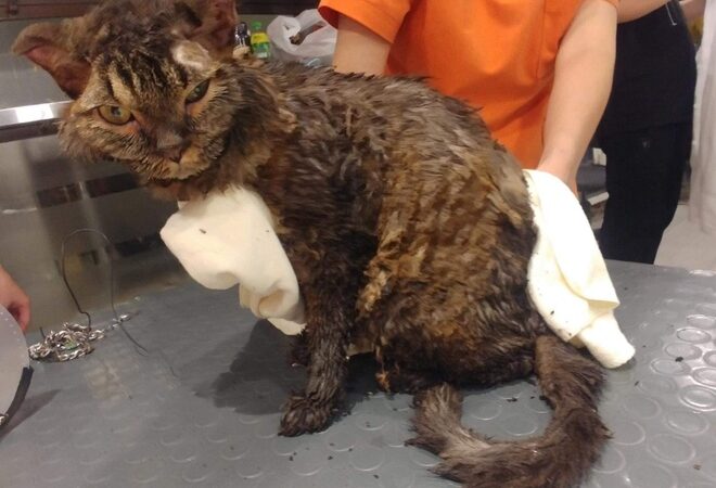 Just because of a relationship conflict with his girlfriend, a young man cruelly locked a cat inside a suitcase and set it on fire. The heartbreaking images of the badly burned cat left everyone shocked, furious, and deeply saddened