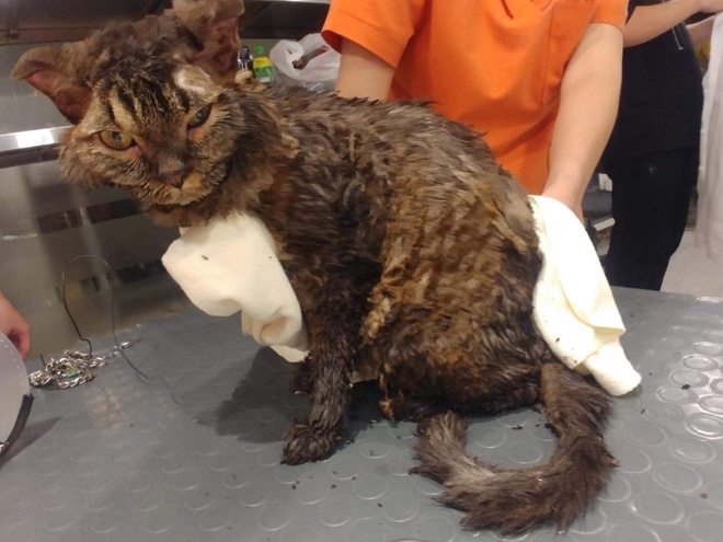 Just because of a relationship conflict with his girlfriend, a young man cruelly locked a cat inside a suitcase and set it on fire. The heartbreaking images of the badly burned cat left everyone shocked, furious, and deeply saddened