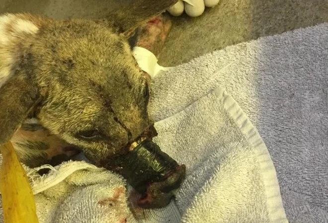 Oh my God, it’s absolutely unbelievable: A two-year-old dog suffered such severe necrosis on its snout that even the bone was exposed, leaving everyone horrified and heartbroken