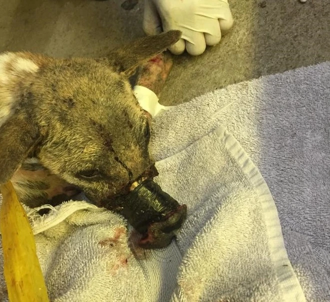 Oh my God, it’s absolutely unbelievable: A two-year-old dog suffered such severe necrosis on its snout that even the bone was exposed, leaving everyone horrified and heartbroken