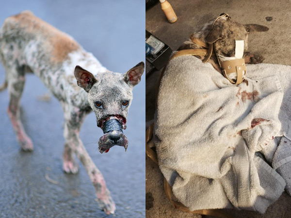 Just because they were afraid the dog might harm others, the owner tightly bound the animal’s mouth until its snout became painfully necrotic… anyone who saw it could not hold back their tears