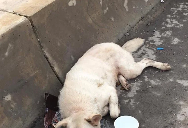 The heartbreaking image of a stabbed dog lying weakly in the middle of the road left everyone devastated. The dog was in so much pain that even when people brought food right to its mouth, it no longer had the strength to eat.