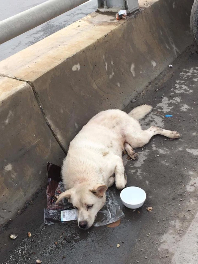 The heartbreaking image of a stabbed dog lying weakly in the middle of the road left everyone devastated. The dog was in so much pain that even when people brought food right to its mouth, it no longer had the strength to eat.