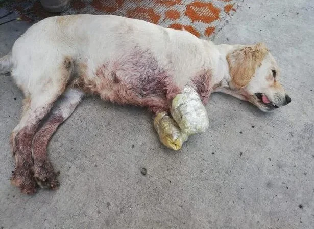A poor dog was abandoned in the middle of the street with both of its front legs amputated, leaving everyone who saw it heartbroken: “How could anyone be so cruel to such a small and helpless life?”