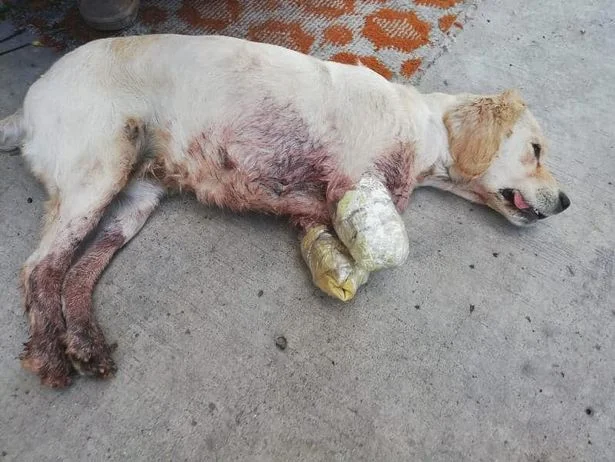 A poor dog was abandoned in the middle of the street with both of its front legs amputated, leaving everyone who saw it heartbroken: “How could anyone be so cruel to such a small and helpless life?”