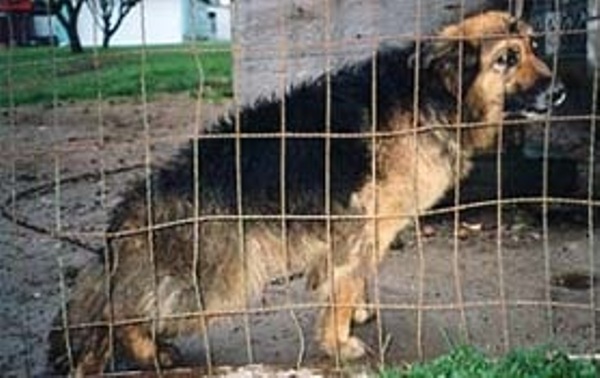 After suffering abuse from its own owner for 10 years, the little dog could no longer even stand on its own legs when it was finally rescued. Seeing its body reduced to skin and bones left everyone heartbroken
