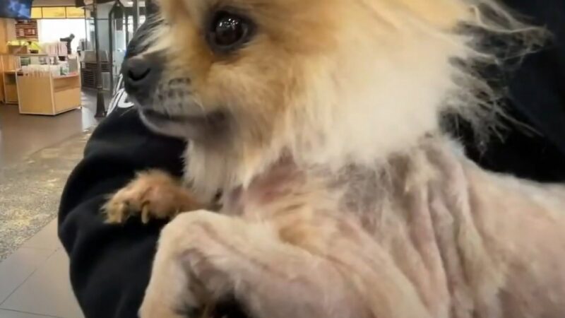 A heartbreaking tragedy unfolded in South Korea, where more than 1,000 dogs were allegedly left to starve to death. The horrifying scene at the site left everyone who witnessed it shocked, devastated, and deeply saddened