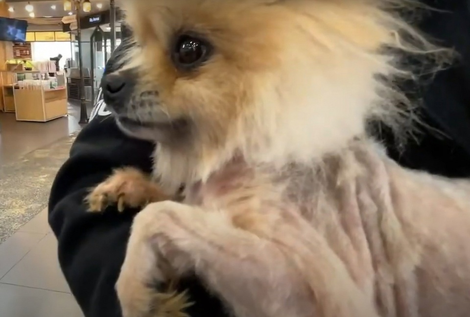 A heartbreaking tragedy unfolded in South Korea, where more than 1,000 dogs were allegedly left to starve to death. The horrifying scene at the site left everyone who witnessed it shocked, devastated, and deeply saddened
