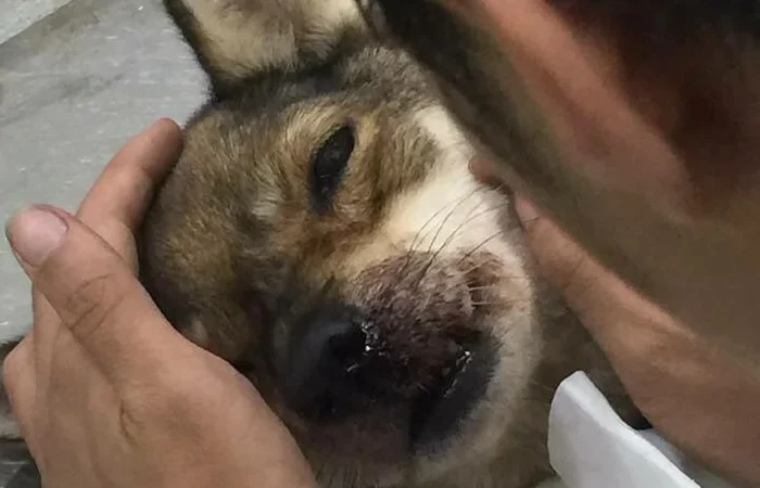 A dog beaten so severely that its skull was fractured was courageously rescued by two strangers. The look in its eyes while fighting for its life left everyone who saw it deeply haunted and heartbroken