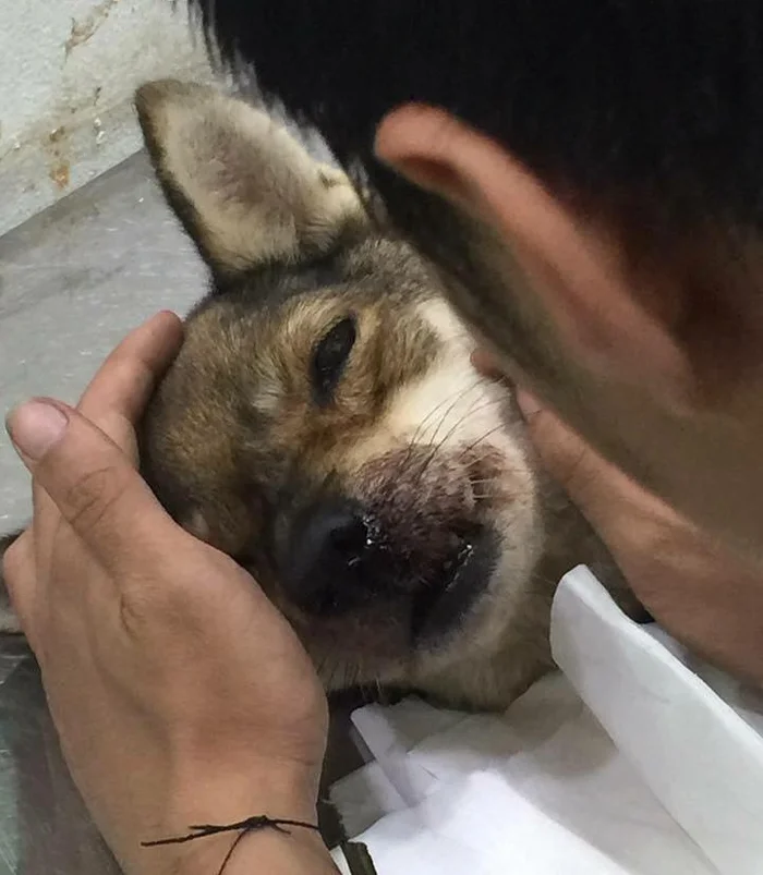 A dog beaten so severely that its skull was fractured was courageously rescued by two strangers. The look in its eyes while fighting for its life left everyone who saw it deeply haunted and heartbroken