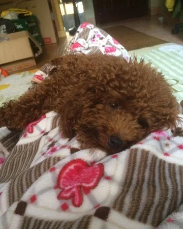 Just because it accidentally urinated on the mattress once, a lovable little dog was brutally beaten by its owner’s friend until one of its eyes was severely damaged and its life was left hanging by a thread, leaving everyone outraged.