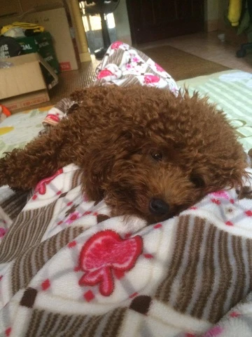 Just because it accidentally urinated on the mattress once, a lovable little dog was brutally beaten by its owner’s friend until one of its eyes was severely damaged and its life was left hanging by a thread, leaving everyone outraged.