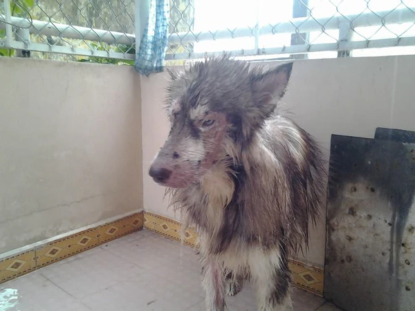 A red-brown Alaska dog was allegedly neutered by its own owner and then left starving to the point of severe infection and skin disease, leaving everyone heartbroken: “What did this poor dog ever do wrong to deserve so much pain?”