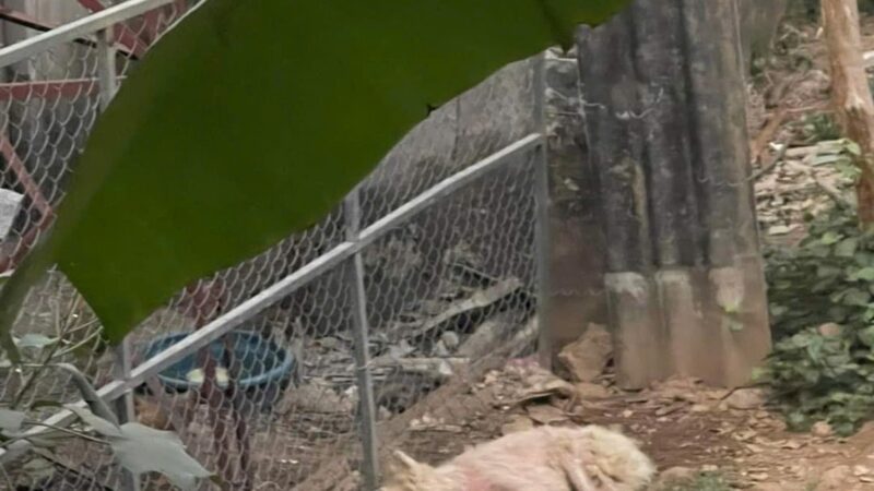 Heartbreaking images showed a dog completely exhausted after being starved for two weeks to the point where it could no longer stand. The owner’s cold-hearted words left everyone who heard them furious