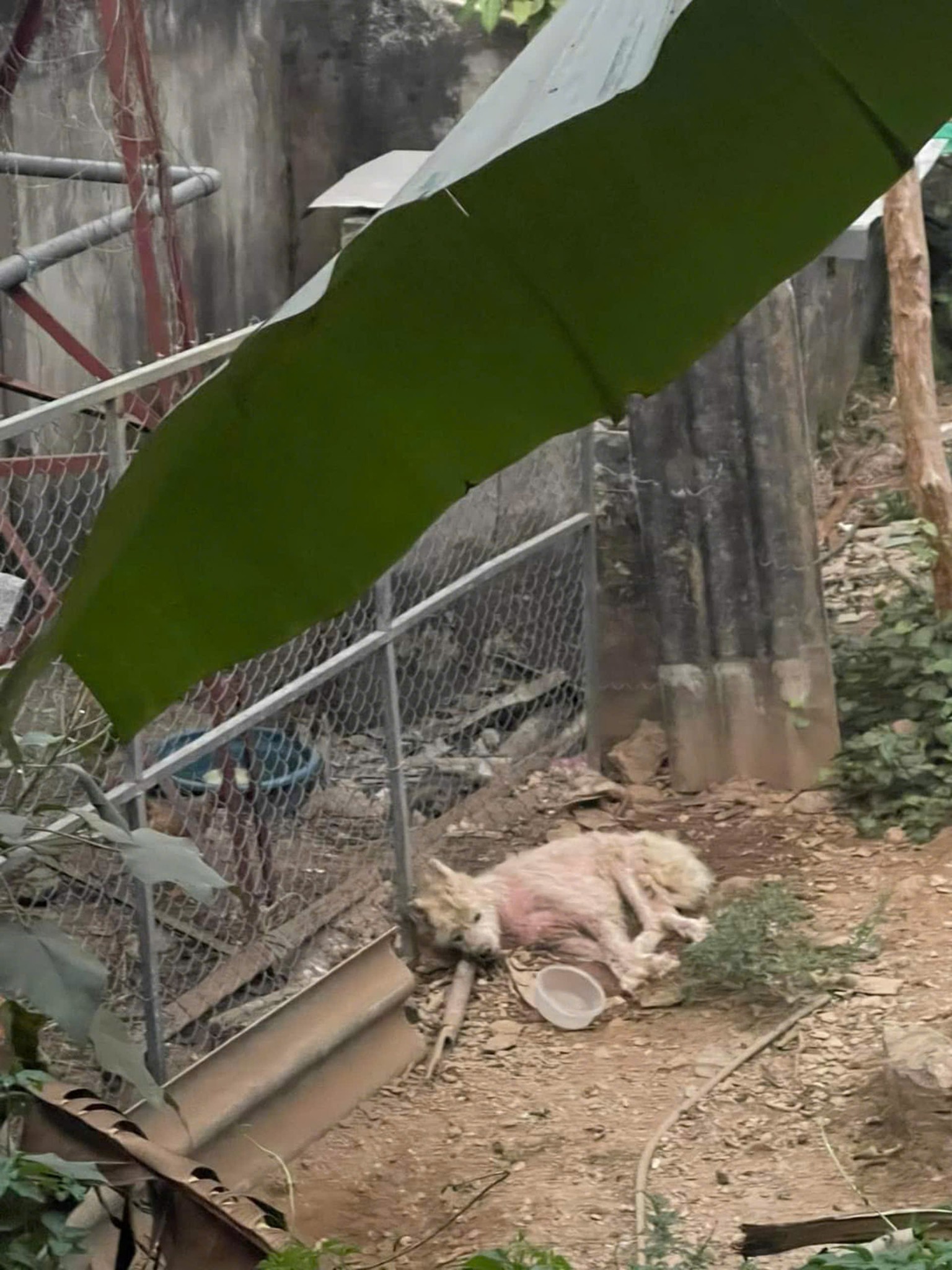Heartbreaking images showed a dog completely exhausted after being starved for two weeks to the point where it could no longer stand. The owner’s cold-hearted words left everyone who heard them furious