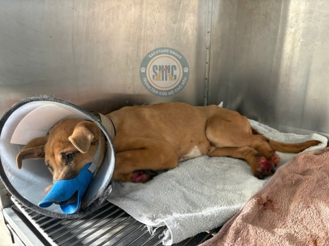 “Tied up, muzzled, and thrown away like trash” — the heartbreaking image of a small dog lying helpless in the middle of the street left everyone who saw it both devastated and furious