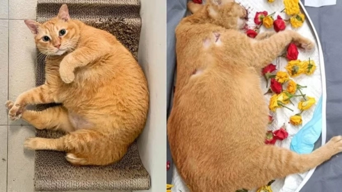 Just because his girlfriend broke up with him, a young man took out all of his anger on two innocent cats. The heartbreaking fate of those small lives left social media outraged