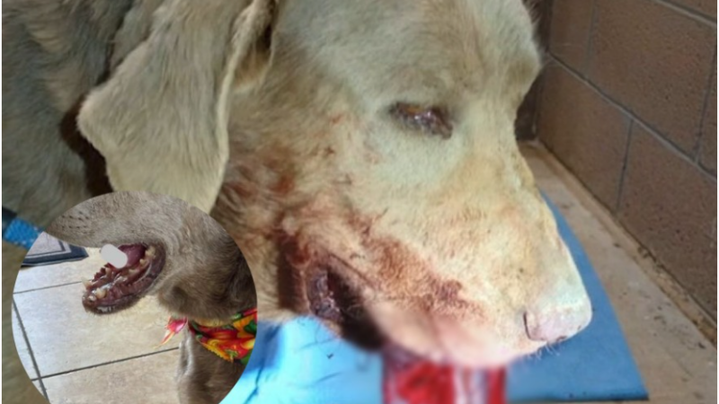 “Hero dog bitten by a snake while protecting an animal control officer — veterinarians forced to remove part of its tongue.”
