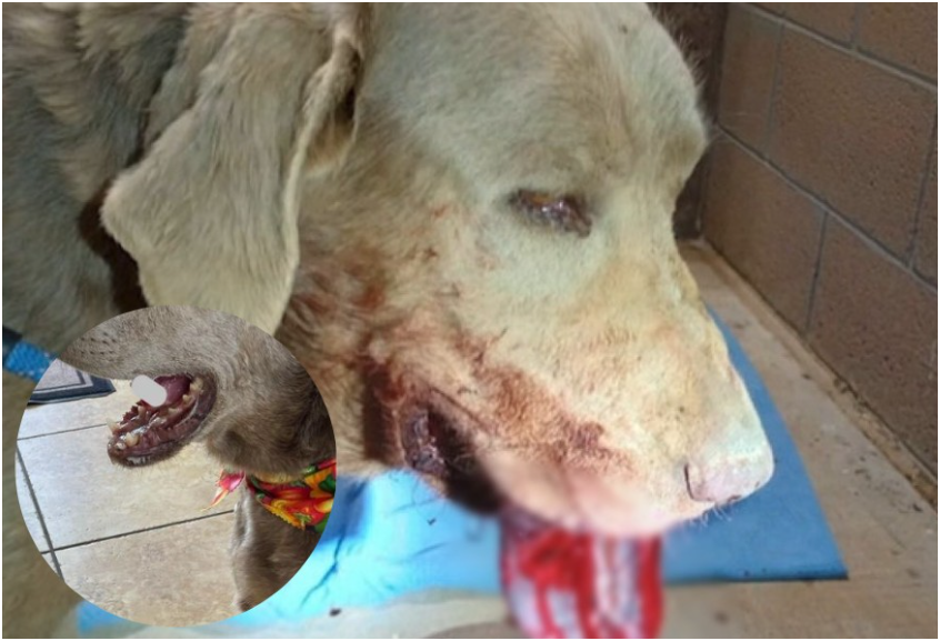 “Hero dog bitten by a snake while protecting an animal control officer — veterinarians forced to remove part of its tongue.”
