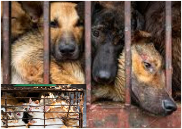 “Dogs and cats packed tightly inside tiny metal cages, silently waiting for the day they disappear… truly heartbreaking.”