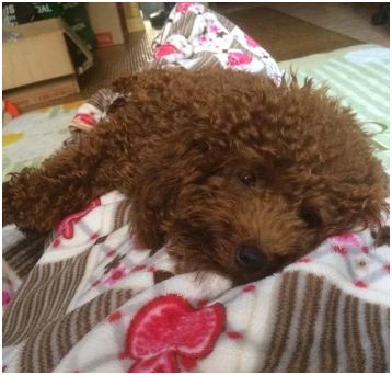 Outrage grows after a dog lost an e:ye for simply peeing on a mattress — absolutely unacceptable