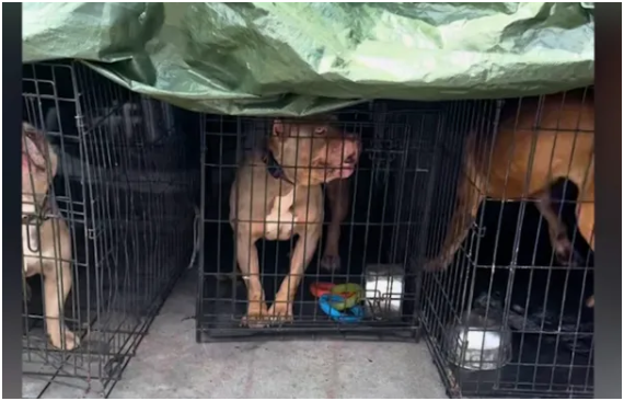 “Outrage erupts over abused dogs in Los Angeles: They were locked up and cruelly mistreated — heartbreaking to witness.”