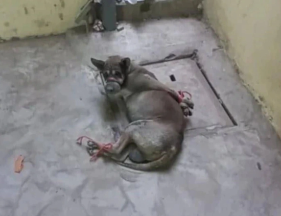 A dog narrowly escaped death after being tied up by a school security guard and allegedly prepared to be slaughtered for meat. Fortunately, some students discovered the situation in time and managed to rescue the dog.