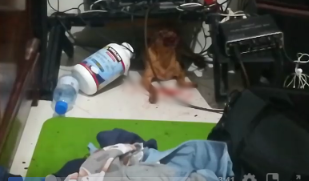 Outrage erupted after a girl filmed herself yelling at a dog that was bleeding all over the house and allegedly showing signs of abuse. Everyone who watched the video was left extremely disturbed and furious