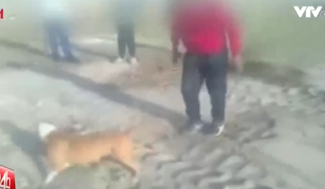 Outrage erupted over a video showing a group of teenagers throwing large rocks at a dog before unleashing aggressive dogs to attack and maul it until it was completely exhausted