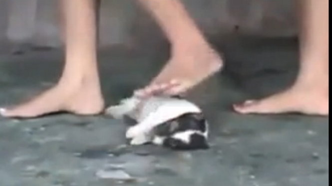 Outrage erupted over a nearly 20-minute video showing three young women taking turns stomping on a puppy until it became motionless, then posting the footage online as if it were entertainment. Everyone who watched it was left horrified, disturbed, and furious