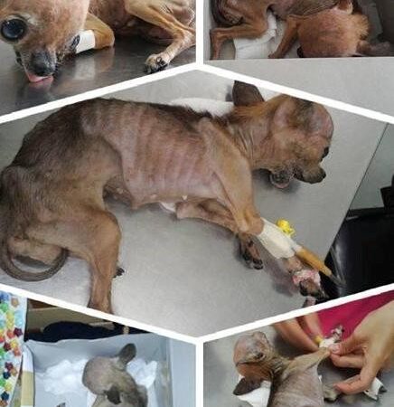 Outrage erupted after a Chihuahua was allegedly starved and thrown into a trash bin. Seeing the little dog barely clinging to life left everyone heartbroken and deeply saddened