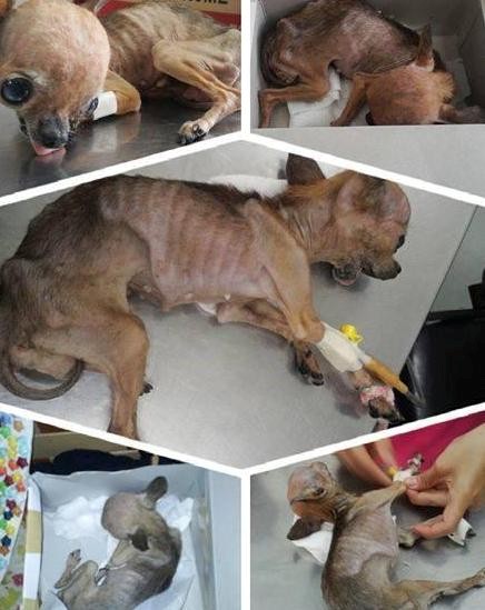 Outrage erupted after a Chihuahua was allegedly starved and thrown into a trash bin. Seeing the little dog barely clinging to life left everyone heartbroken and deeply saddened