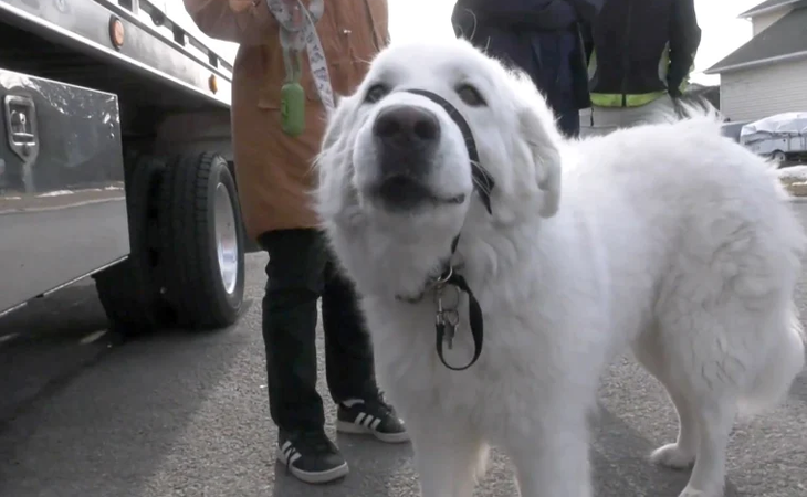 When its owner suddenly collapsed unconscious in the middle of the road, a one-and-a-half-year-old white dog fearlessly rushed out to stop passing cars and call for help