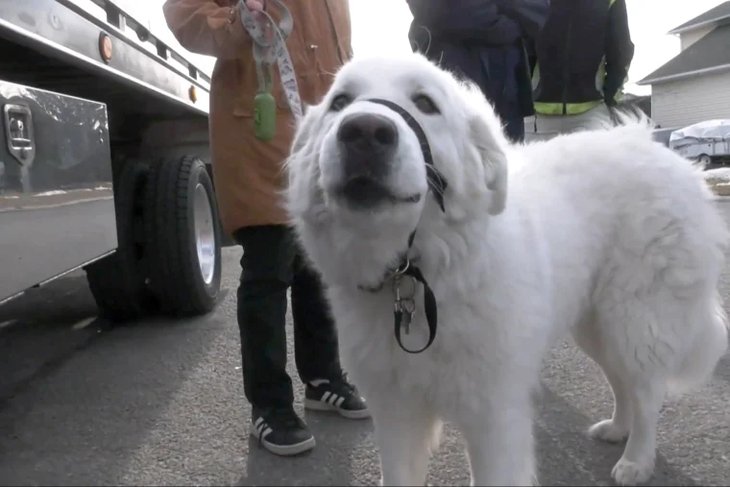 When its owner suddenly collapsed unconscious in the middle of the road, a one-and-a-half-year-old white dog fearlessly rushed out to stop passing cars and call for help