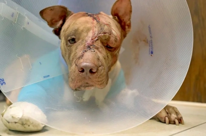 A man brutally abused a pit bull, stabbed it dozens of times, and stuffed it into a suitcase, causing the dog to die two days later. His 10-year prison sentence left many people feeling that justice had finally been served