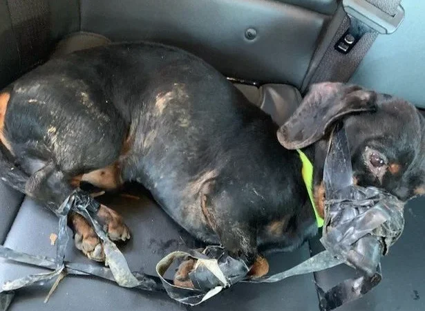A dog was found completely wrapped in tape and abandoned in freezing subzero weather. The shocking truth behind the incident left everyone stunned and heartbroken