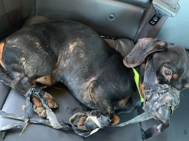 A dog was found completely wrapped in tape and abandoned in freezing subzero weather. The shocking truth behind the incident left everyone stunned and heartbroken