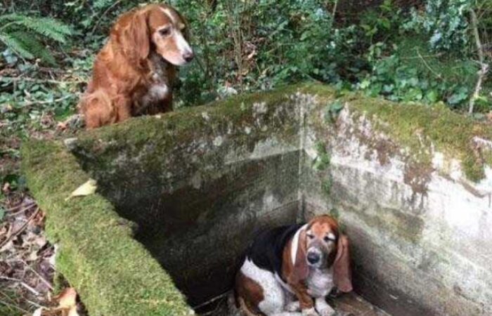A dog went without food for seven days just to stay beside its trapped friend while waiting for someone to come rescue them. Their loyal friendship left everyone who heard the story deeply emotional.