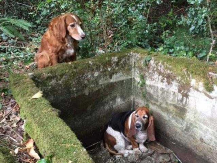 A dog went without food for seven days just to stay beside its trapped friend while waiting for someone to come rescue them. Their loyal friendship left everyone who heard the story deeply emotional.