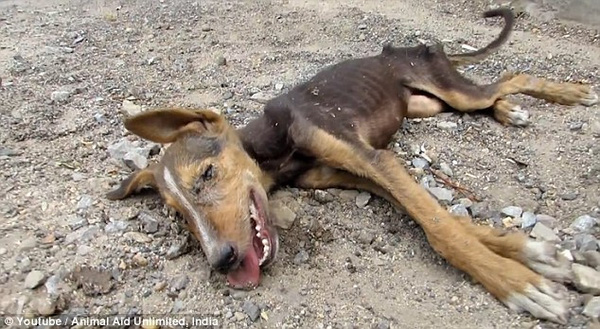 A starving little dog, barely clinging to life, still tried to wag its tail when it saw someone coming to rescue it. Its pleading eyes seemed to say, “Please save me, I still want to live.”