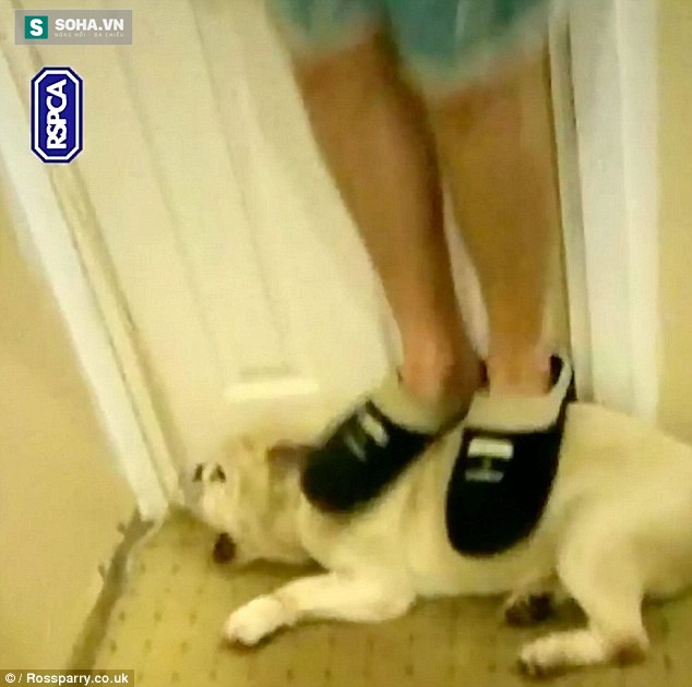 A video showing the brutal abuse of a dog is causing massive outrage across social media. Everyone who watches it becomes more furious and disgusted with every second